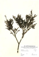 藏品(紅檜)的圖片